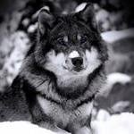 стремлюсь к независимости и общению с интересными людьми