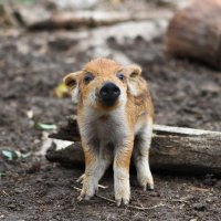 Shenagh Hackett (@shenagh55) 's Twitter Profile