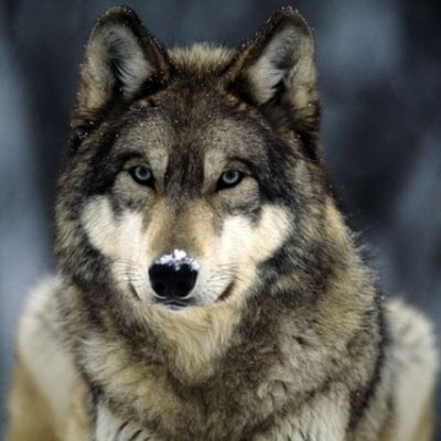 We have Pack Pride