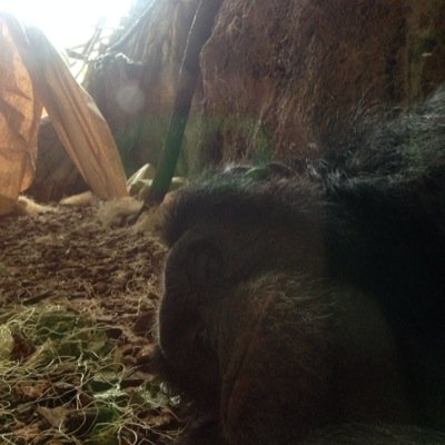 wanting to be a primatologist
love primates especially chimps
love africa 
darrien is bæ