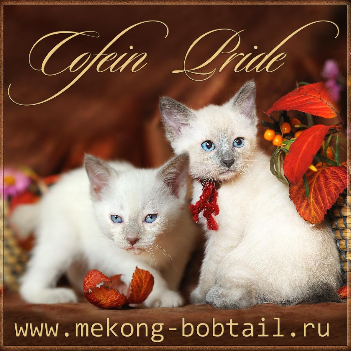 tmbr10's profile picture. 