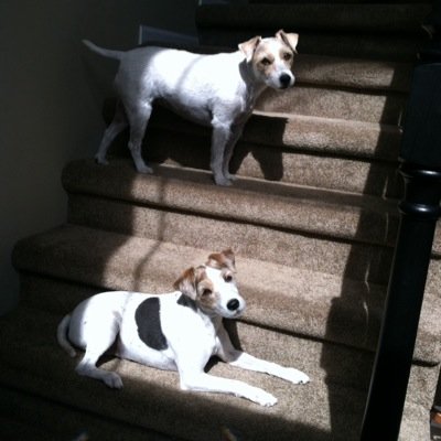 Tails of the Parson Russell Terriers Buddy &.                                             Maggie 🌈🐾 10/25/05 - 10/04/21