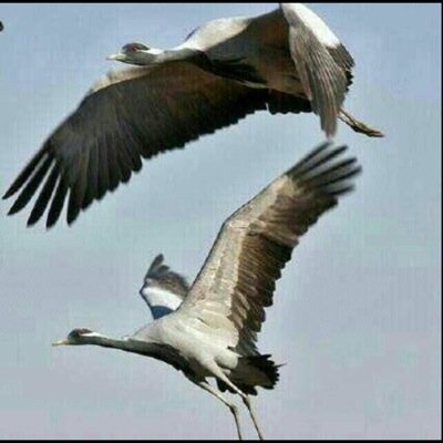 عاشق المقناص