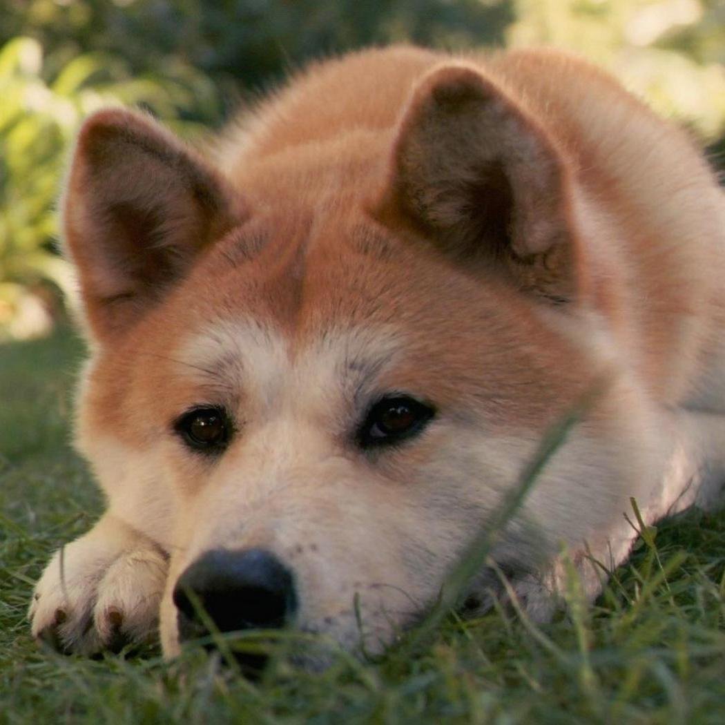 Al9Liya's profile picture. 