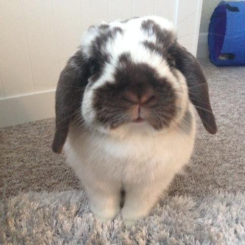 Bertie Bunny, a very cute mini lop and have my mum wrapped around my little paws! Please check out my blog for my latest bunny-antics.