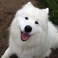 元スポーツドキュメンタリー系フリーカメラマンです。我が家の～のん気犬～タクトは雲になりました。遠い空から、いつまでもいつまでも微笑んでいると思います。
現在は主に工具に関する情報をYouTubeで発信しています。
興味がありましたら遊びに来てください。