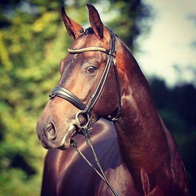 Dressage Rider