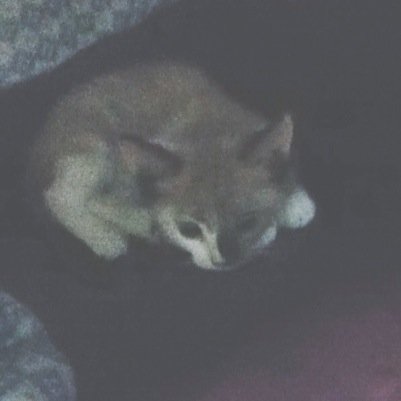 meow. meow. meow.