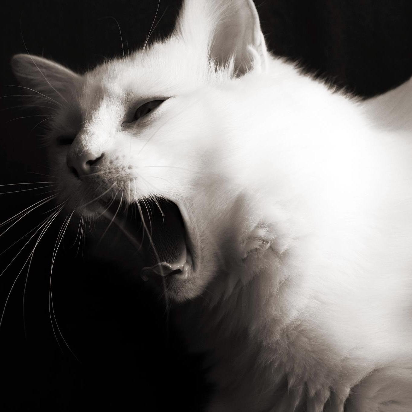 |Shecat/Female| I desire many things in life. Don't question my past or I'll end up crying on your shoulder.|Theme Song: White Blank Page by Mumford and Sons|