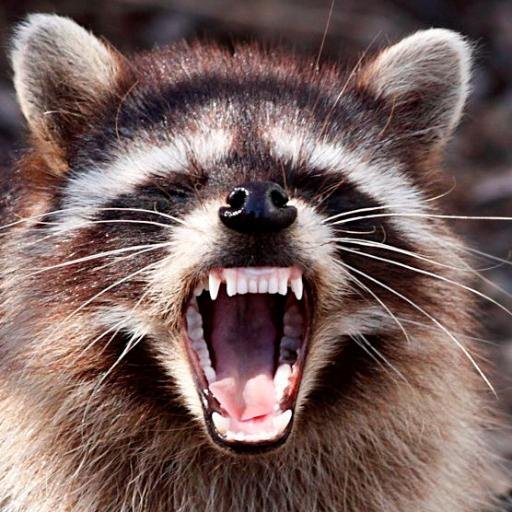 OneMadRaccoon's profile picture. Founder of Rodents Against The Portrayal Of Omnivorous Pests