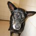 Kay Fisher (@khelpallanimals) Twitter profile photo