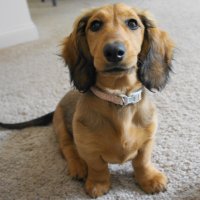 Izzy Sausage (@sausageizzy) 's Twitter Profile