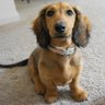 SausageIzzy's profile picture. Ginger, Dachshund. Drain the Swamp. Anti Globalism.