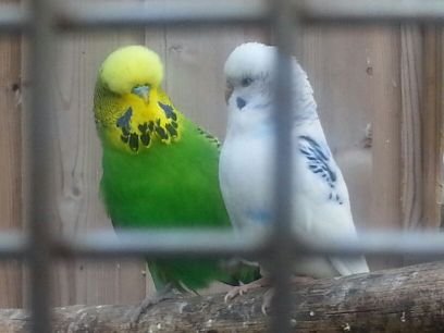 I am a socialist, humanist, republican and feminist. I love birds, cats, gardening, red wine, poetry, reading, visual arts. Lucinda Williams, Leonard Cohen.
