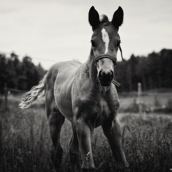 HorseQuotes *-*