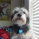 miss heidi Gee - @gremmel_heidi - Twitter