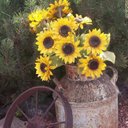 Lorie Vogel - @LorieVogel - Twitter