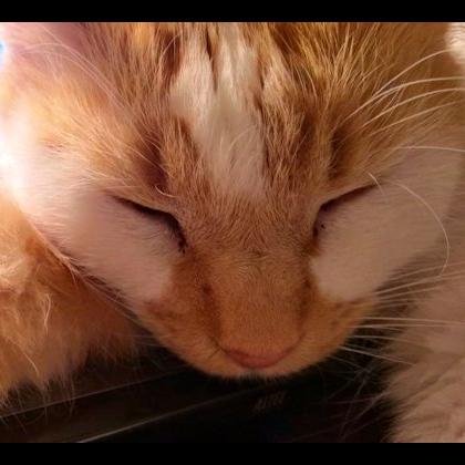 NempieBlues's profile picture. 