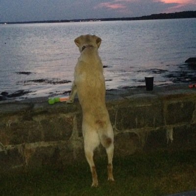 Mom, wife, dog lover, nurse and big Red Sox fan!