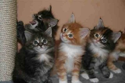 Thelover222's profile picture. 