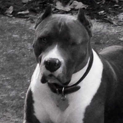 I'm a 1 eyed, 3 legged, blue nose pitbull. I luv people and hope that everyone will pitbulls a chance.
kill the deed not the breed