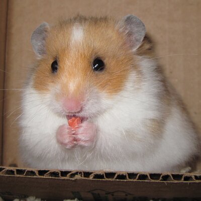 Rodney Stanger Rodneyhamster Twitter