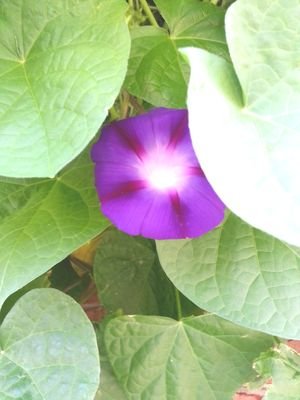 staceyduvallsd1's profile picture. 