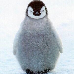 ペンギン🐧