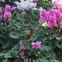 木場とか新木場は木材が有ったからか！相互フォロー募集。