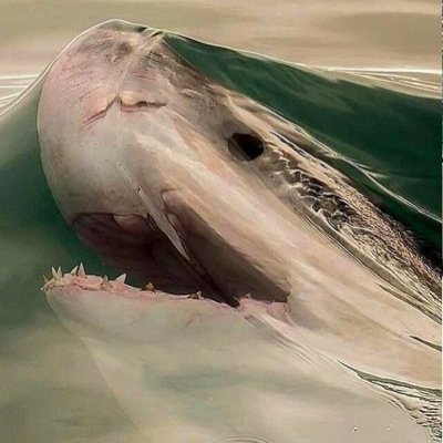 mrtcvdr's profile picture. 