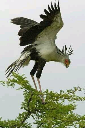 # كﻻم الطير فى الباقير  ...