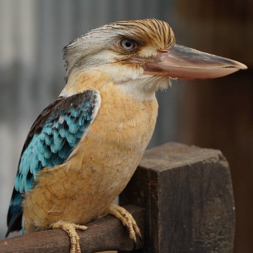 slauhk's profile picture. 