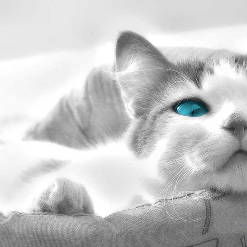 IB_QandA's profile picture. This is a place for students of Gresham High to ask quick questions about homework and other assignments in the IB program.