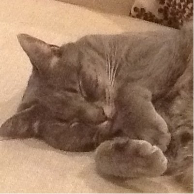 Tniland231's profile picture. 