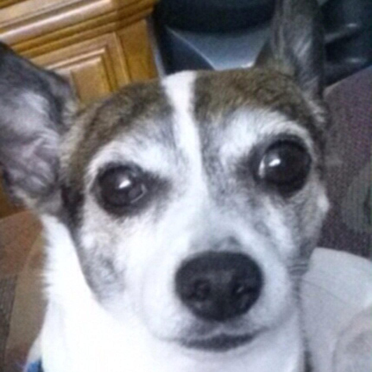 Woof, I'm Rocky! I am a Rat Terrier and Chihuaha mix and l love belly rubs! Follow my mommy @kenz2611