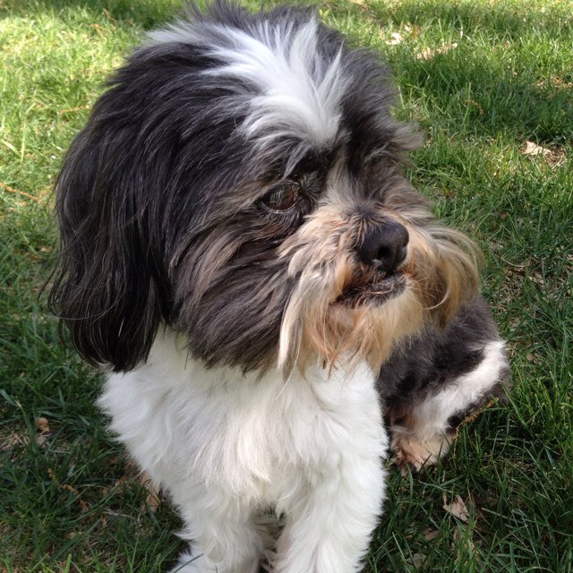 safogo5's profile picture. 