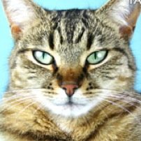 My name is Jinx, Mother of two, Magic cat of Nature, I've done evil things in my past that I'm trying to fix.......