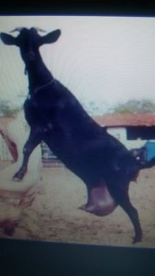 sô cabra macho sinhõ