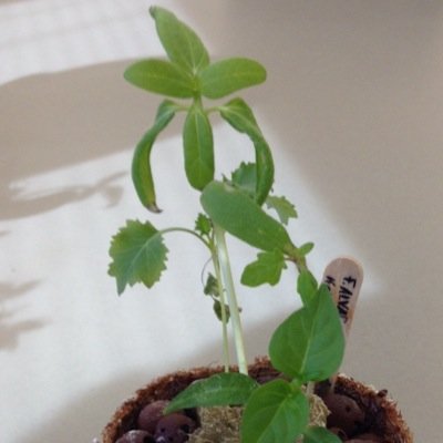 gowiththeflofro's profile picture. 