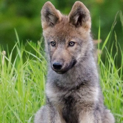 i'm Kayla I'm a pup my mom is @Sunnythewolfpup & my dad is @shadow_with_in I'm a begining shapeshifter and I'm a bit weird and snoopy. RP|Single|Female