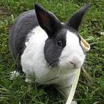 ダッチうさぎの大地くん（今は月の住人）、フクロウのピノくんと暮らしています。 好きなものは、テニス観戦、ガーデニング、動物、小鳥etc。果物なしでは生きていけない人。ハンドメイド、Webデザイン、カラーセラピスト、好きなことはなんでもやる