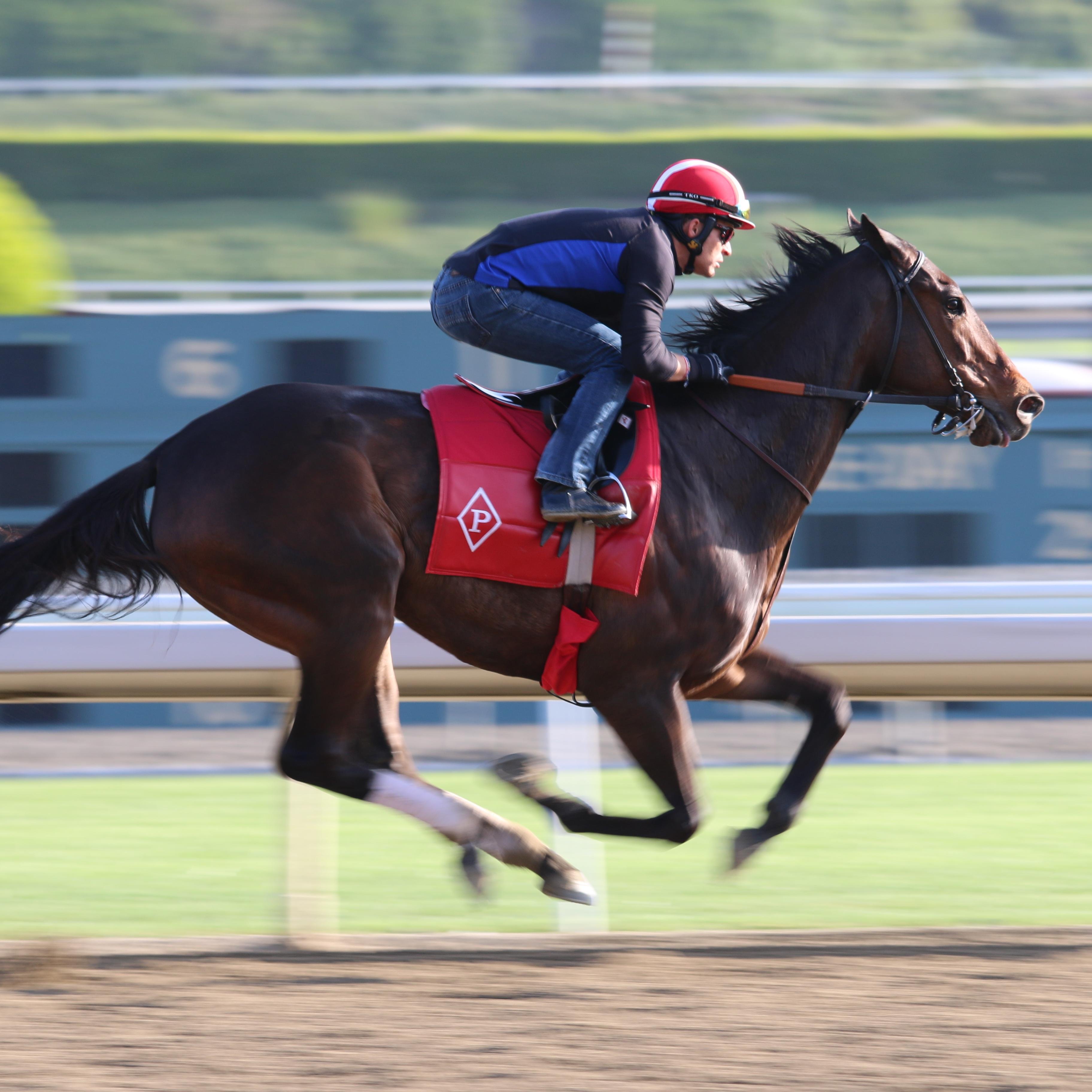 Horse enthusiast/bettor/occasional photographer. A man without opinions at the track is like a ship without a rudder.