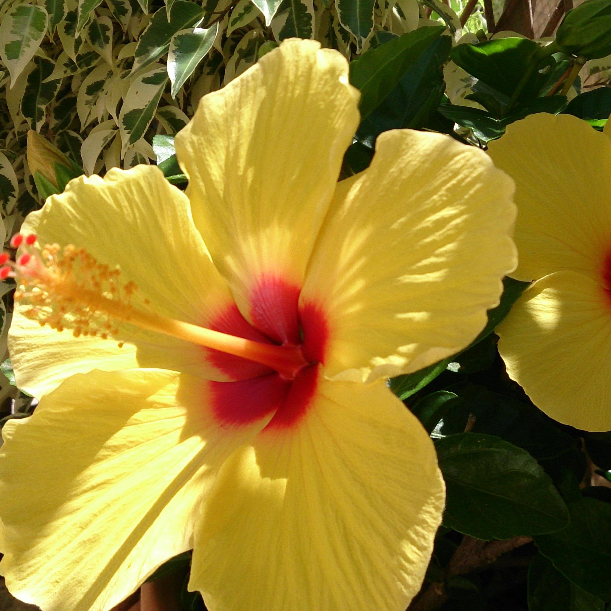 gibimac's profile picture. 