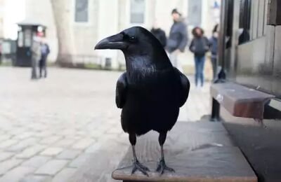 SuperCivCel's profile picture. 