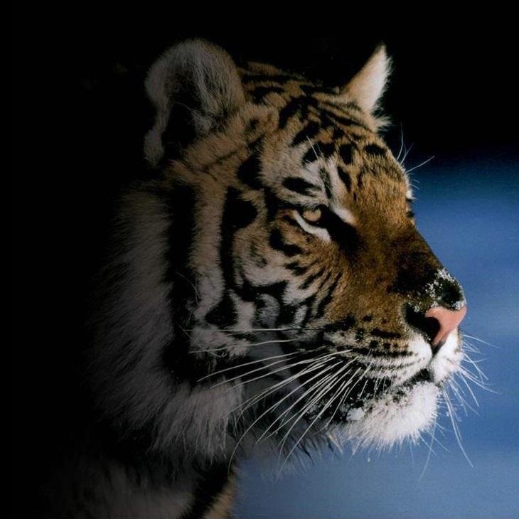 mrtiger92's profile picture. Hobbystreamer und Freizeit-Speedrunner