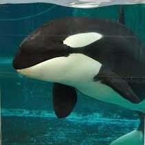 Morgan es una orca que nacio en el mar y ahora sufre viviendo cautiva en loro parque, aqui apoyamos su liberacion!