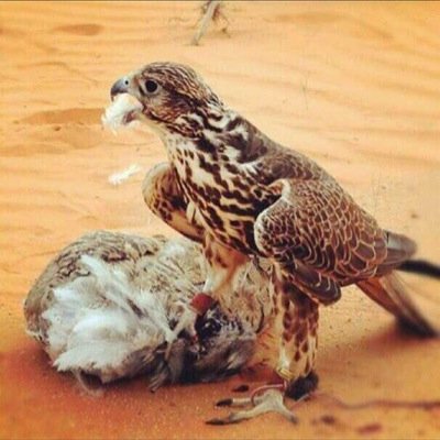 حنا روله ياجاهلين القوانين ٠٠٠٠٠٠حنا هل العليا صناديد وايل