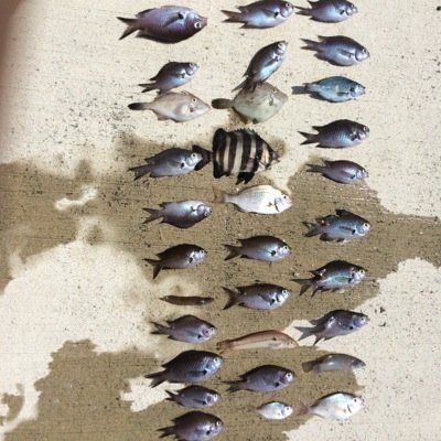 釣り部募集中
