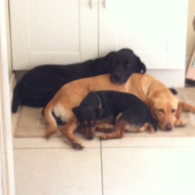 DaveDagarbs55's profile picture. Negotiator for lots of stuff, husband to @Sian_garbutt, dad to Giles & Rory. vocal follower of @driffrugby & @LUFC