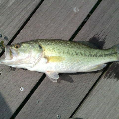 MeasureHpgihuok's profile picture. バスは勿論ルアー系で釣れる魚を狙って行きます！日々の釣果をアップしますね！皆様の釣果もアップお願いします。無料で1万フォロワーと毎月1万円の副収入が入る・完全無料ツールをプレゼントしています。良かったら下記からどうぞ！↓↓